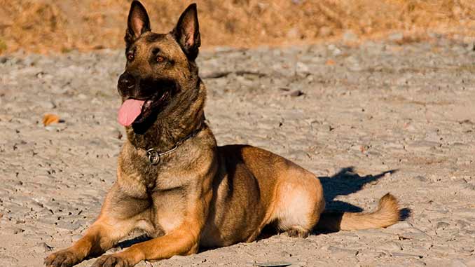 фото бельгийской овчарки малинуа