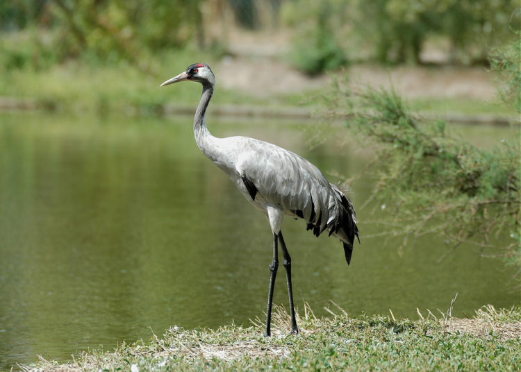 Серый журавль: описание птицы, где обитает, чем питается, разновидности, размножение, интересные факты