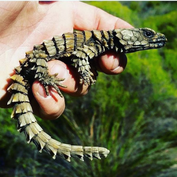 Поясохвост