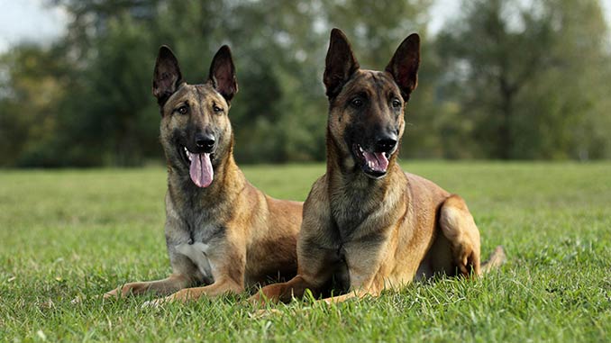 фото собак малинуа