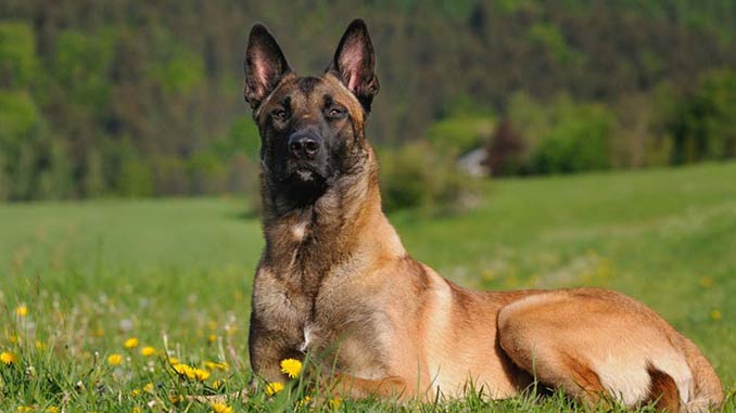 фото собаки малинуа