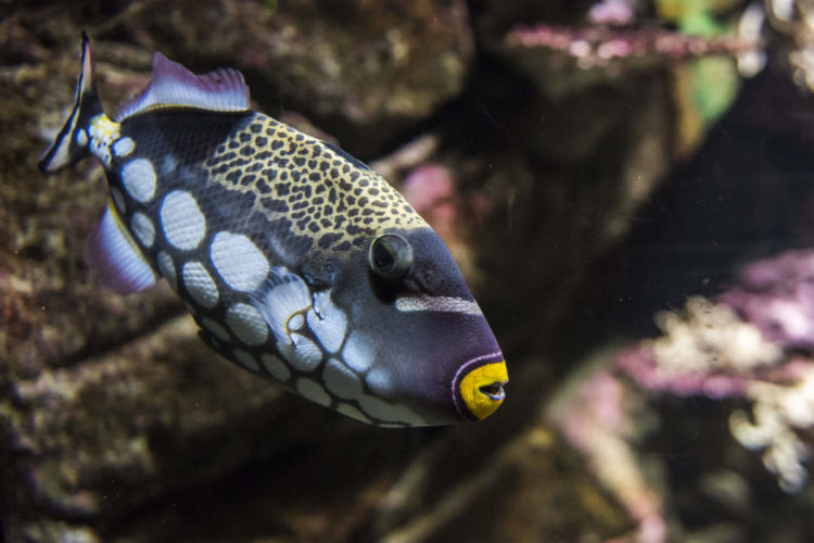 Интересные факты о рыбе-клоуне