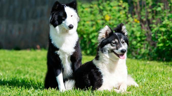 фото собак породы якутская лайка