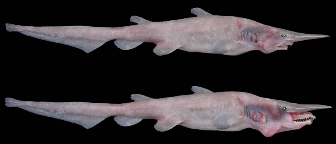 Акула-домовой-1