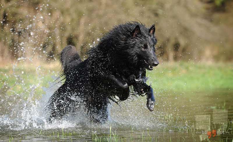 Бельгийская овчарка сс0