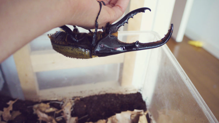 Жук Геркулес: Как выглядит, Где обитает, Чем питается и Интересные факты