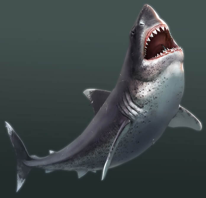 Как выглядел мегалодон