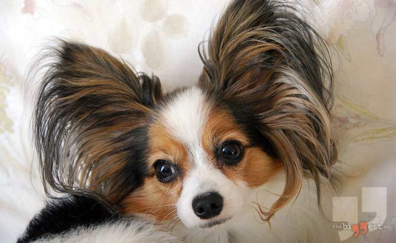 Папильон сс0