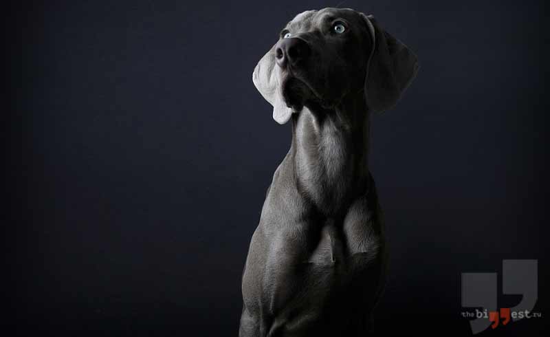 Веймаранер сс0