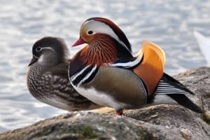 мандаринка у озера