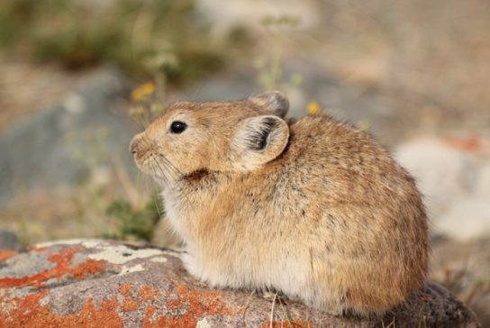 Животные и растения Алтайского края, занесенные в Красную книгу