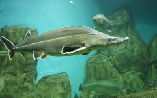 Крымские эндемичные растения и животные