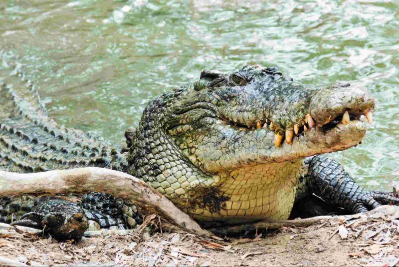 Гребнистый крокодил описание рептилии, особенности, виды, образ жизни