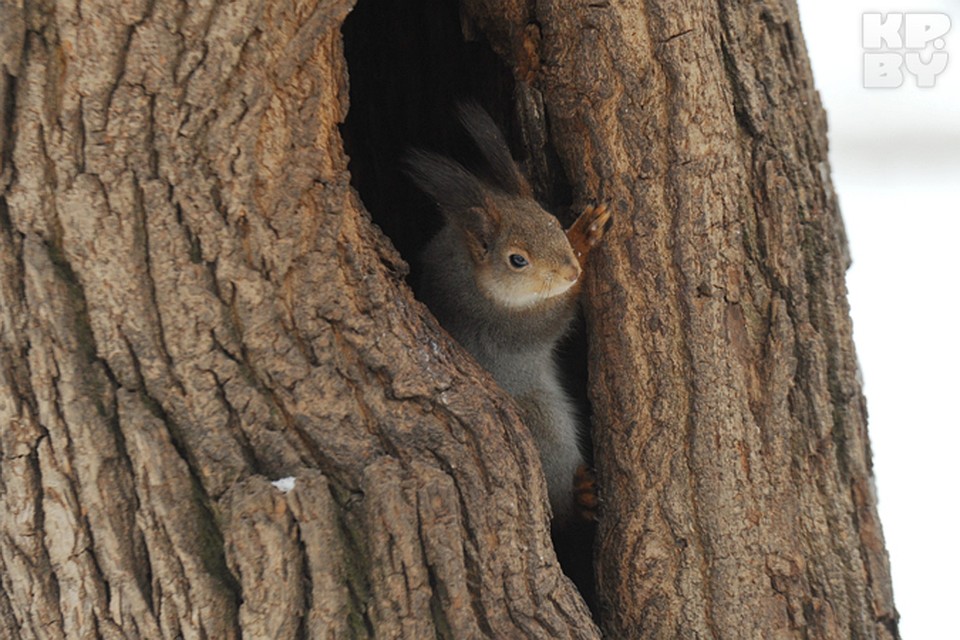 белка