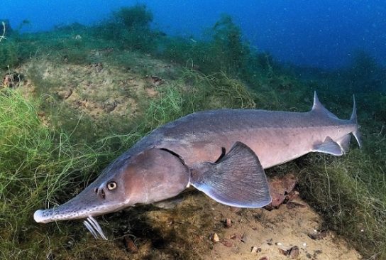 Красная книга Краснодарского края