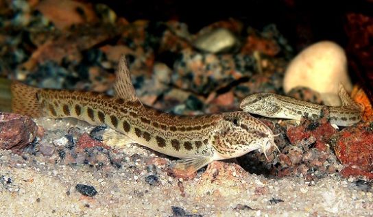 Красная книга Ставропольского края