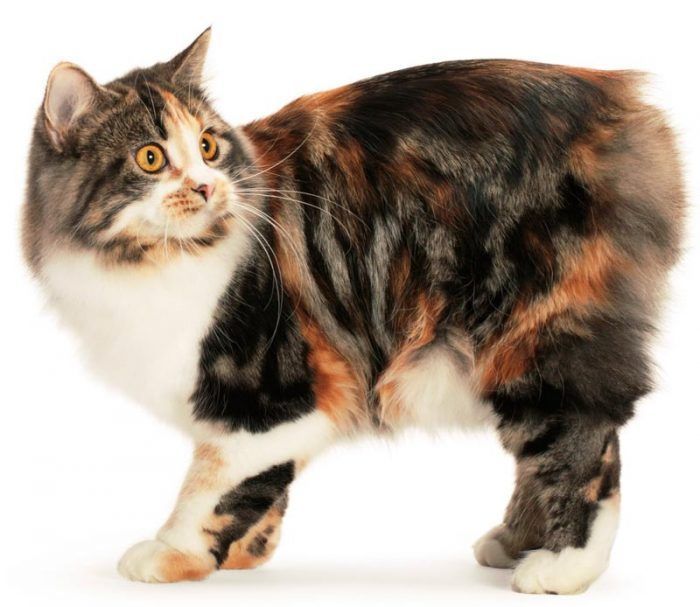 Трехцветный кимрик