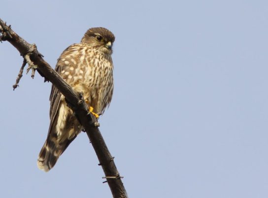 Животные и растения Алтайского края, занесенные в Красную книгу