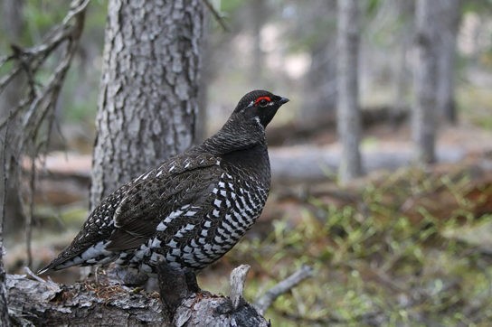 где обитает дикуша