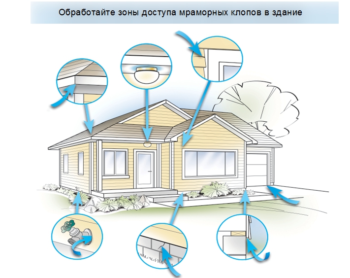 Как бороться с коричнево-мраморным клопом, надо ли от него избавляться?
