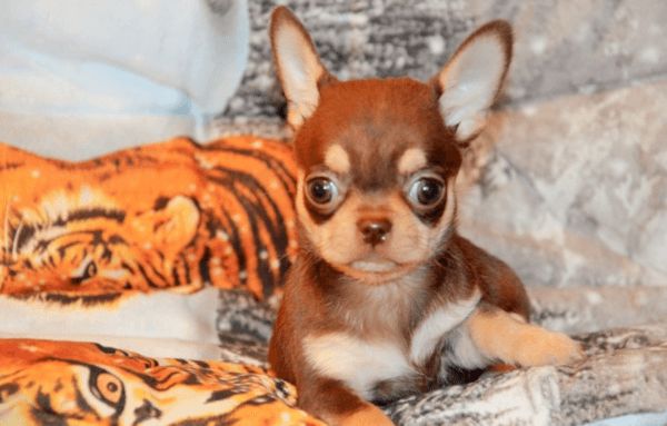 одиннадцать