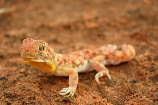 Крымские эндемичные растения и животные