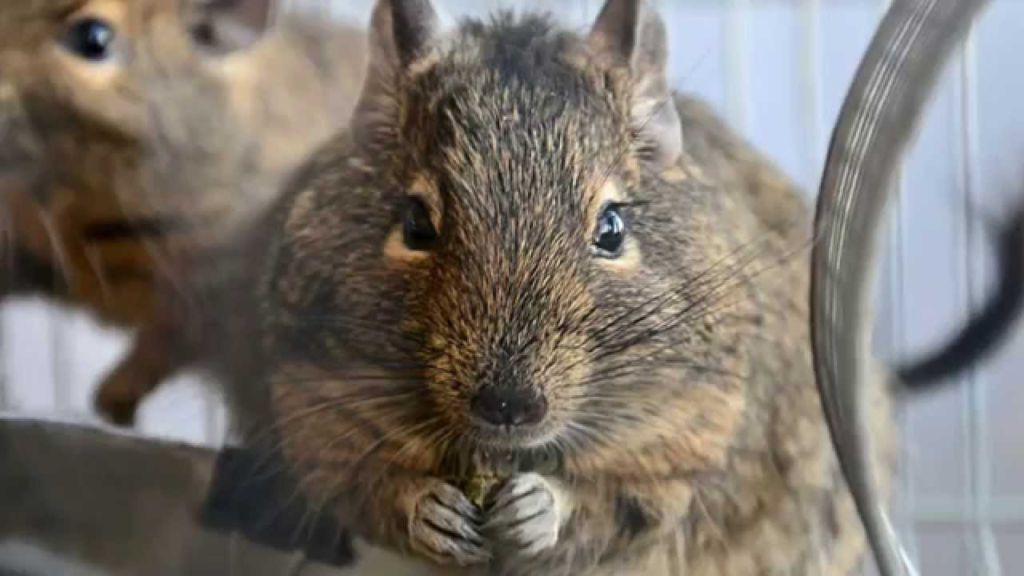Уход и содержание дегу в домашних условиях