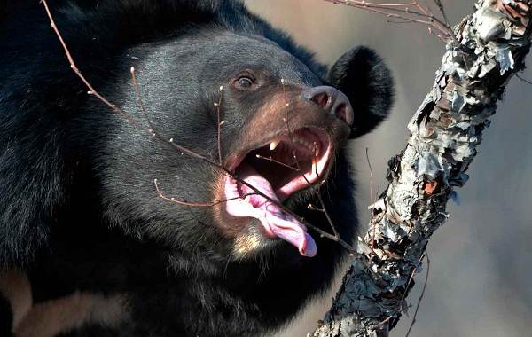 Гималайский медведь-Описание-особенности-образа-жизни-и-среда-обитания-гималайский-медведя-2