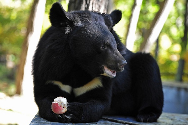 Гималайский медведь-Описание-особенности-образ-жизни-и-среда-обитания-гималайский-медведя-9