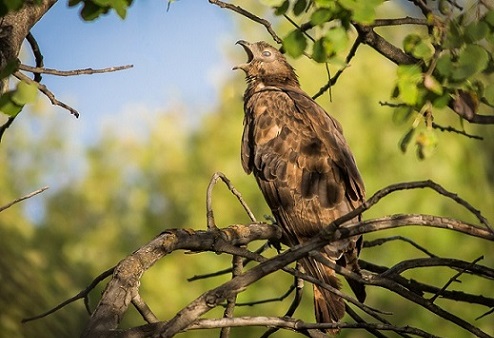 Животные и растения Алтайского края, занесенные в Красную книгу