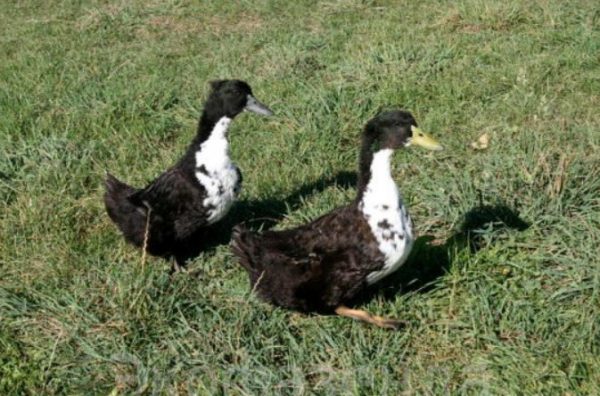 Прежде чем заводить ручную утку, нужно переоборудовать домик