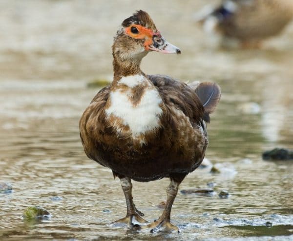 Мускусная утка