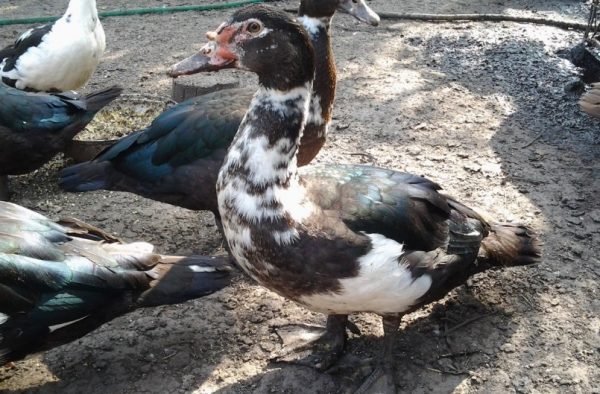 Индоутки с удовольствием гуляют