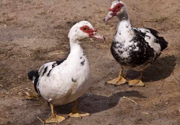 В птичнике, где содержат много уток, обогрев не нужен: