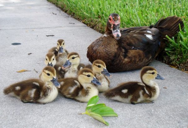 Для улучшения усвояемости питательных веществ, нужно добавлять в рацион минеральные вещества