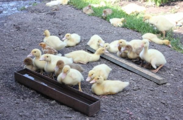 Забирать птенцов из-под матери можно не раньше, чем через 30 минут после появления из яйца