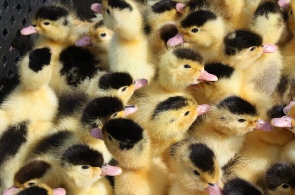 Помещение для уток обязательно делают с окнами: для этой птицы необходим свет