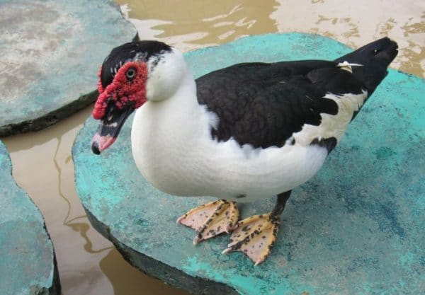 Как жара, так и сильное похолодание снижают яйценоскость