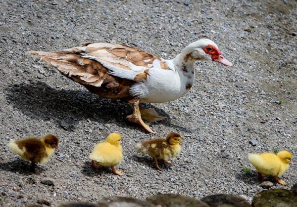 Из инкубатора появляется мало птенцов