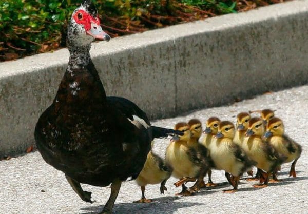 Мускусная утка болеет, так же как любая птица