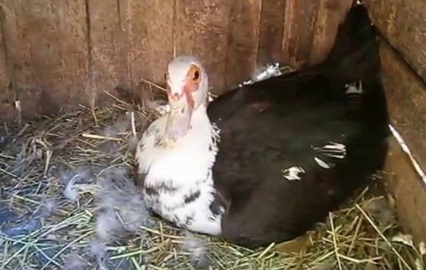 Индоутка болеет, так же как любая птица