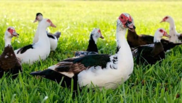 Наиболее эффективной профилактикой любых заболеваний станет подходящий микроклимат и чистота в птичнике