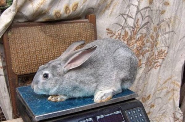 Серые великаны имеют спокойный темперамент и добродушный характер