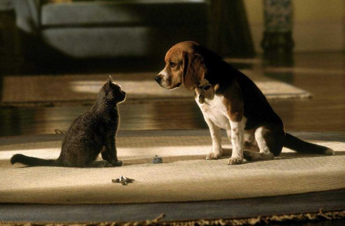 Щенок и котенок