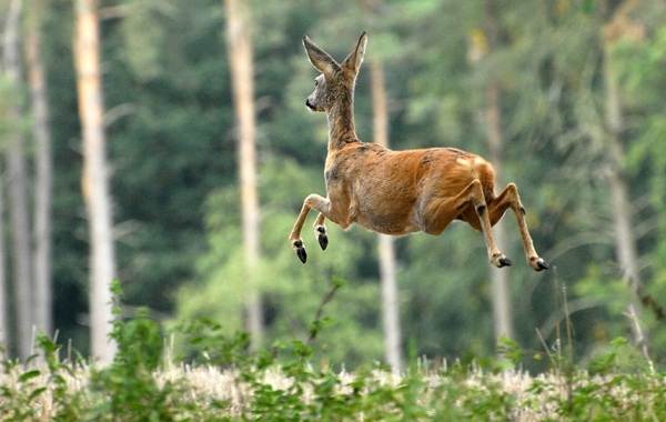 Олени-животные-описание-особенности-вид-образ жизни-и-среда обитания-косуля-10