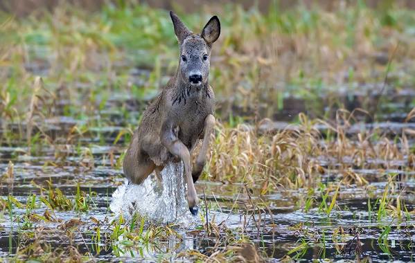Олени-животные-описание-особенности-вид-образ жизни-и-среда обитания-косуля-11
