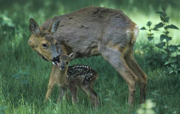 Олени-животные-описание-особенности-вид-образ жизни-и-среда обитания-косули-15