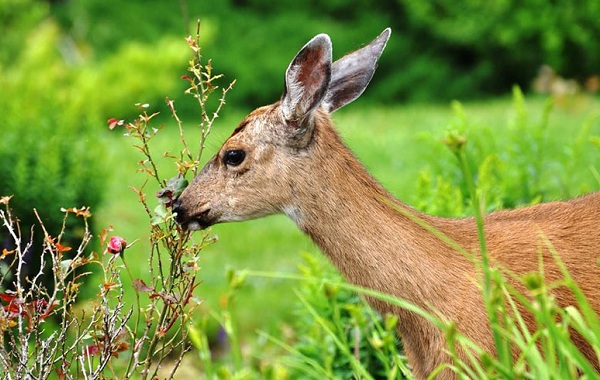 Олени-животные-описание-особенности-вид-образ жизни-и-среда обитания-косуля-16