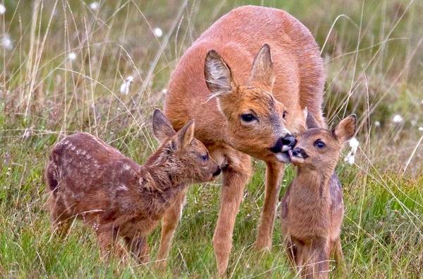 Олени-животные-описание-особенности-вид-образ жизни-и-среда обитания-косуля-22