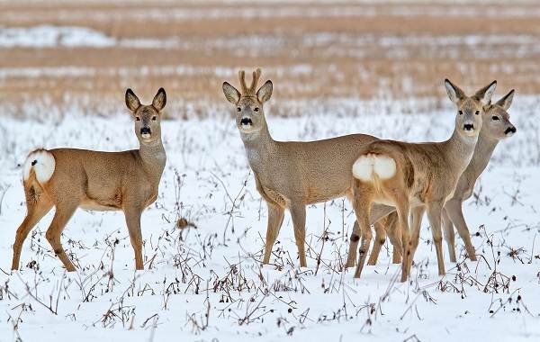 Олени-животные-описание-особенности-вид-образ жизни-и-среда обитания-косуля-9